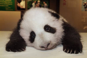 babypanda.jpg