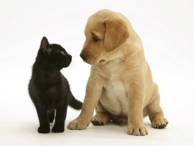 puppykitty.jpg